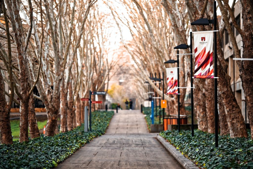 A tree-lined walkway adorned with university banners and directional signs leads to the main campus lawn.